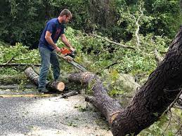  Conashaugh Lakes, PA Tree Removal Services Pros