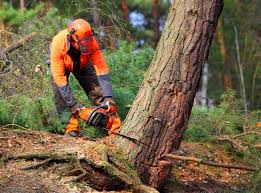 Best Tree Cabling and Bracing  in Conashaugh Lakes, PA