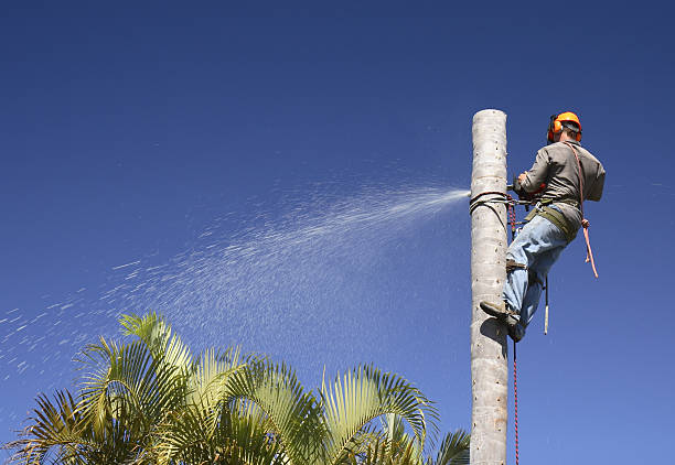 Best Root Management and Removal  in Conashaugh Lakes, PA