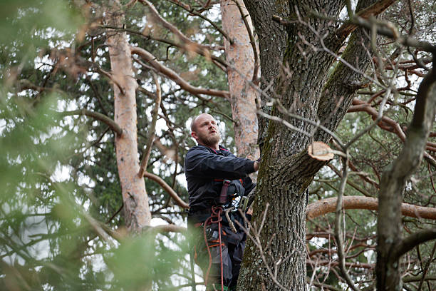 How Our Tree Care Process Works  in  Conashaugh Lakes, PA