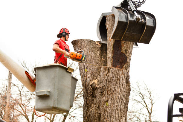 Best Utility Line Clearance  in Conashaugh Lakes, PA